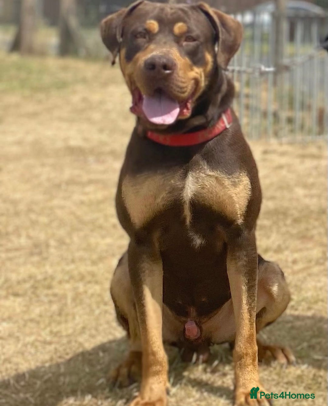 Mixed Breed dogs for sale: 🐾 Loving Dog Looking For His Forever Home 🐾 - Image 3