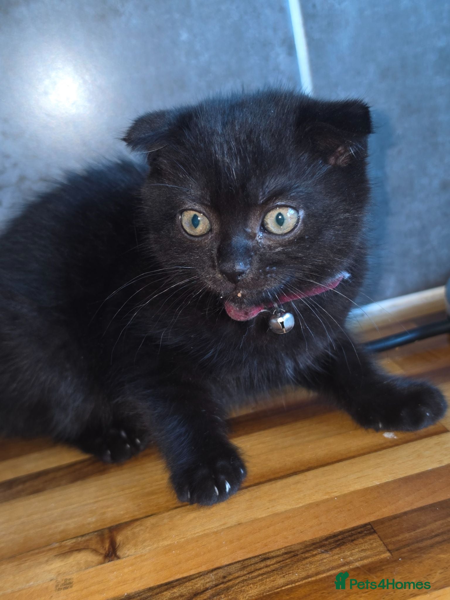 Mixed Breed cats Kittens - Advert 1