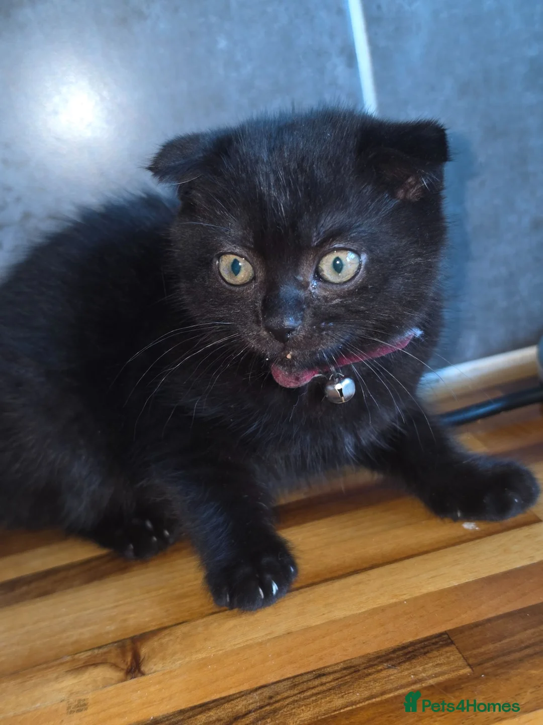 Mixed Breed cats for sale: Kittens - Advert 1