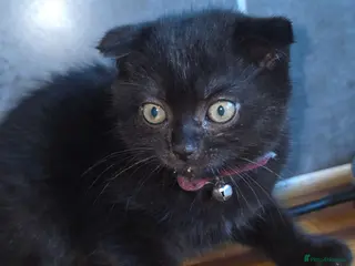 Mixed Breed cats Kittens - Advert 1