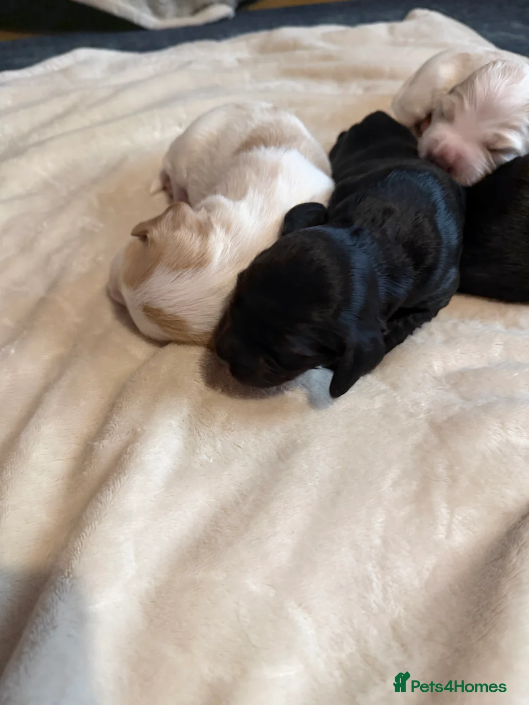 Sprocker dogs for sale: Adorable Sprocker puppies  - Advert 7