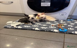 French Bulldog dogs for sale:  French bulldogs  - Advert 2