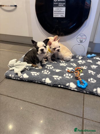 French Bulldog dogs - Advert 15