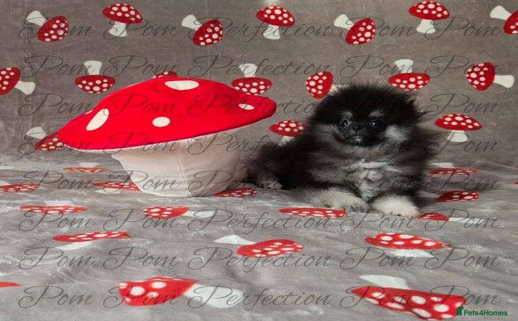 Pomeranian dogs - Advert 1