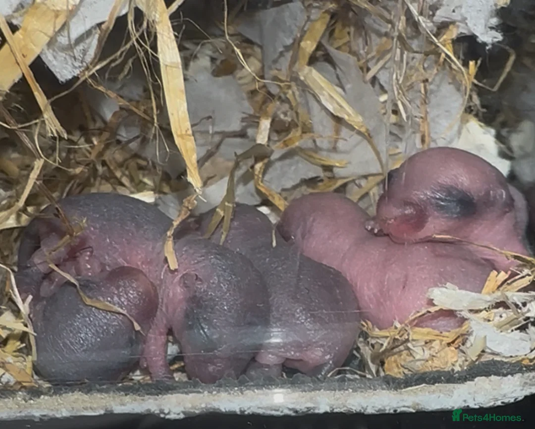 Gerbil rodents for sale: Gerbils in need of a home - Advert 10