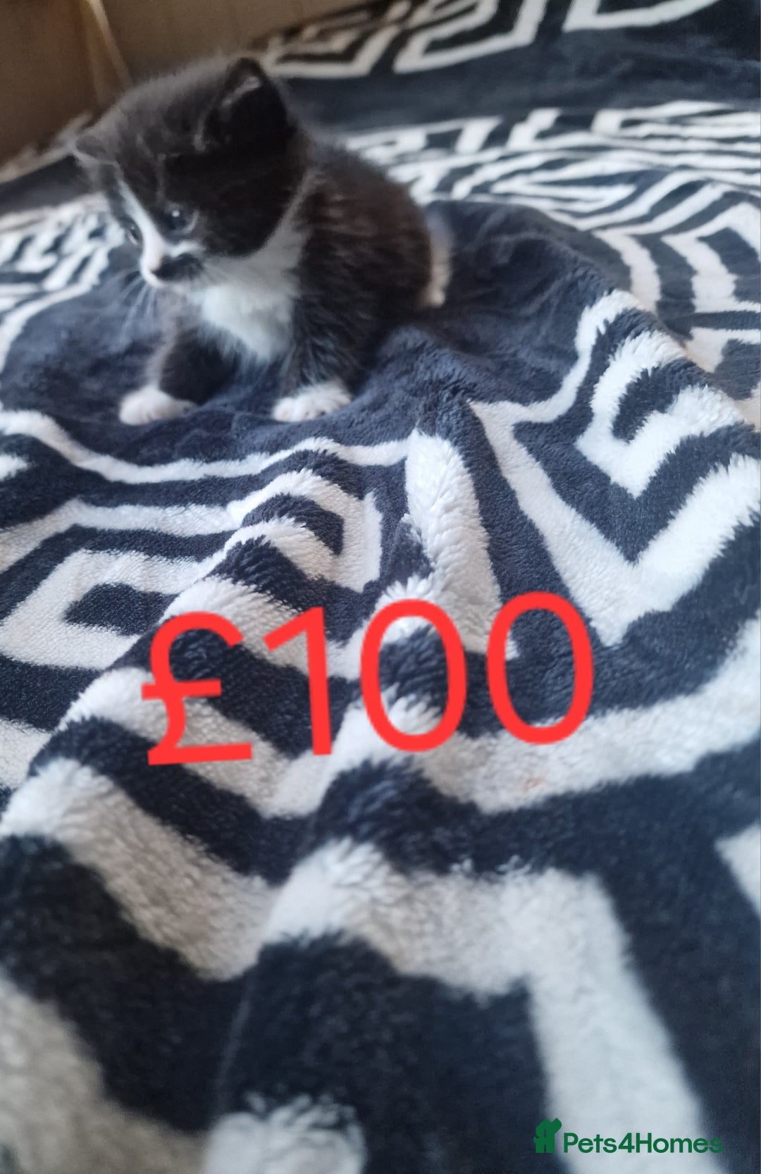 Mixed Breed cats for sale: Stunning kittens starting st £100 - Image 5