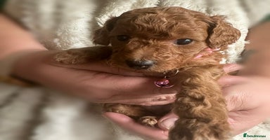 Cockapoo dogs Gorgeous F1b cockapoo puppies  - Advert 4