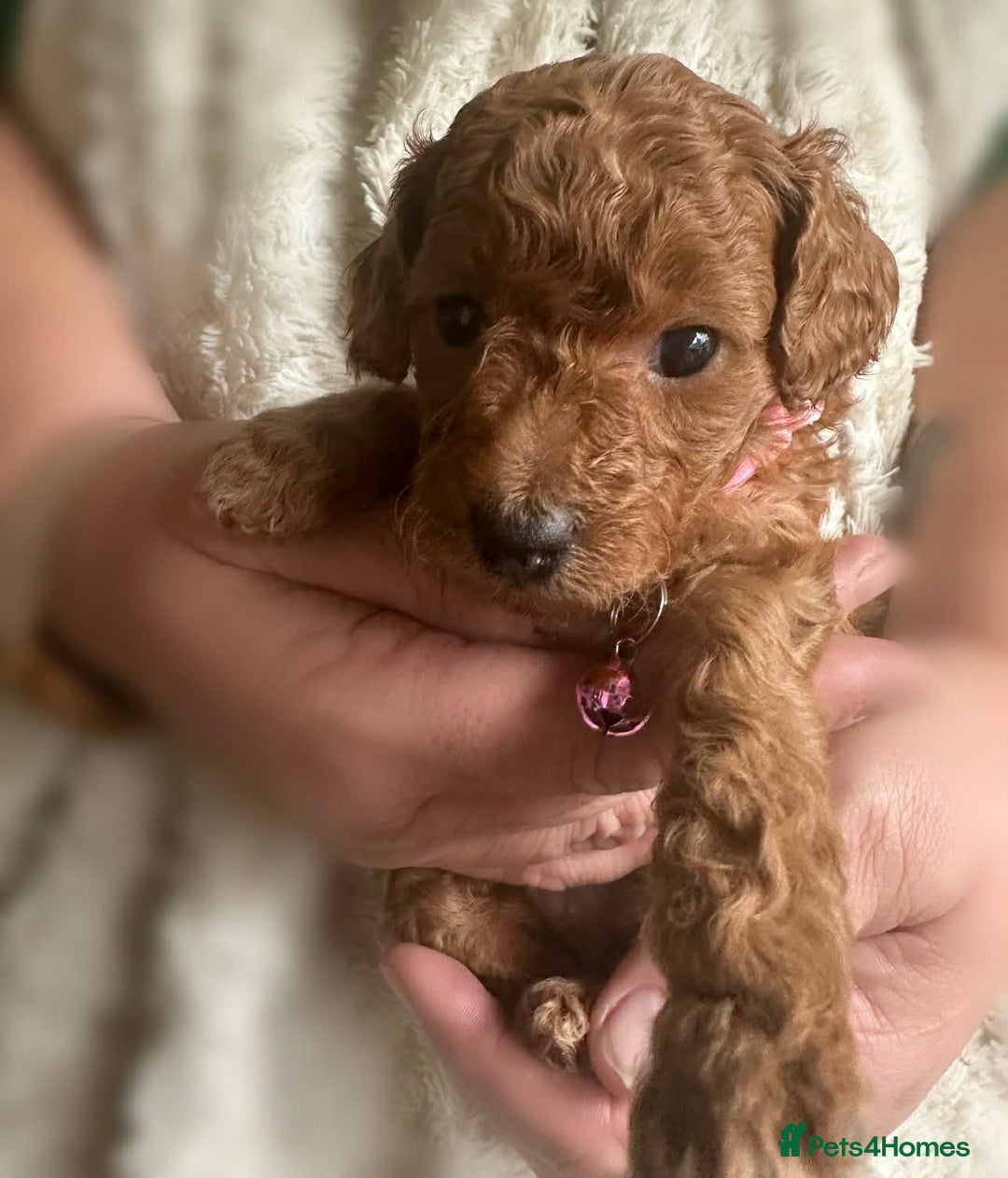 Cockapoo dogs for sale: Gorgeous F1b cockapoo puppies  - Advert 3