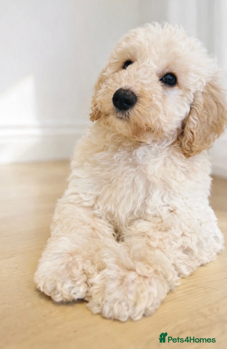 Labradoodle dogs Health Tested miniature labradoodles 🥰 - Advert 3