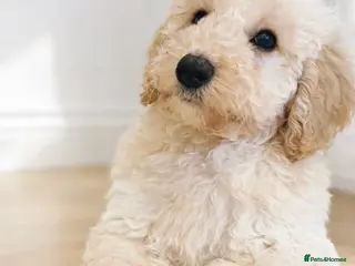Labradoodle dogs Health Tested miniature labradoodles 🥰 - Advert 3