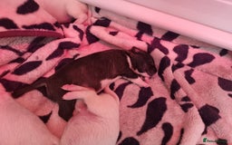 Bull Terrier dogs for sale: Bullterrier pups  - Image 19