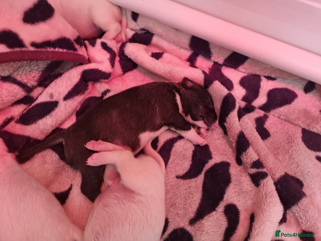 Bull Terrier dogs for sale: Bullterrier pups  - Image 19