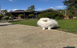 Pomeranian dogs for sale: Well house trained White Pomeranian Girl - Image 6