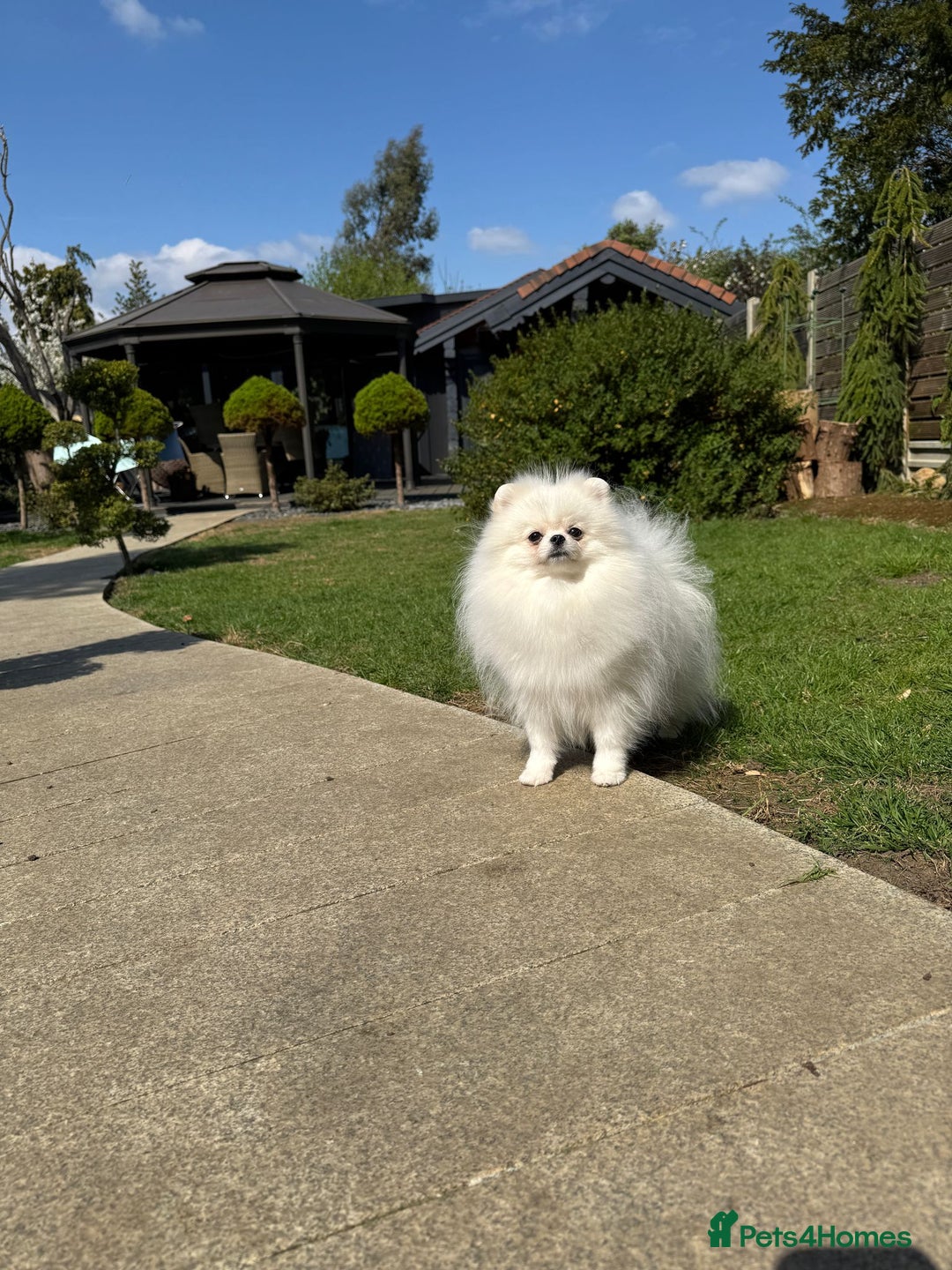 Pomeranian dogs for sale: Well house trained White Pomeranian Girl - Image 6