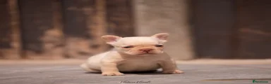 Rojo platinum carrying fluffy 