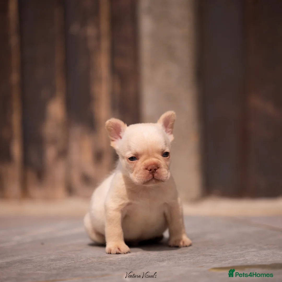 French Bulldog dogs for sale: last male available COUNCIL LICENSED BREEDER - Advert 13