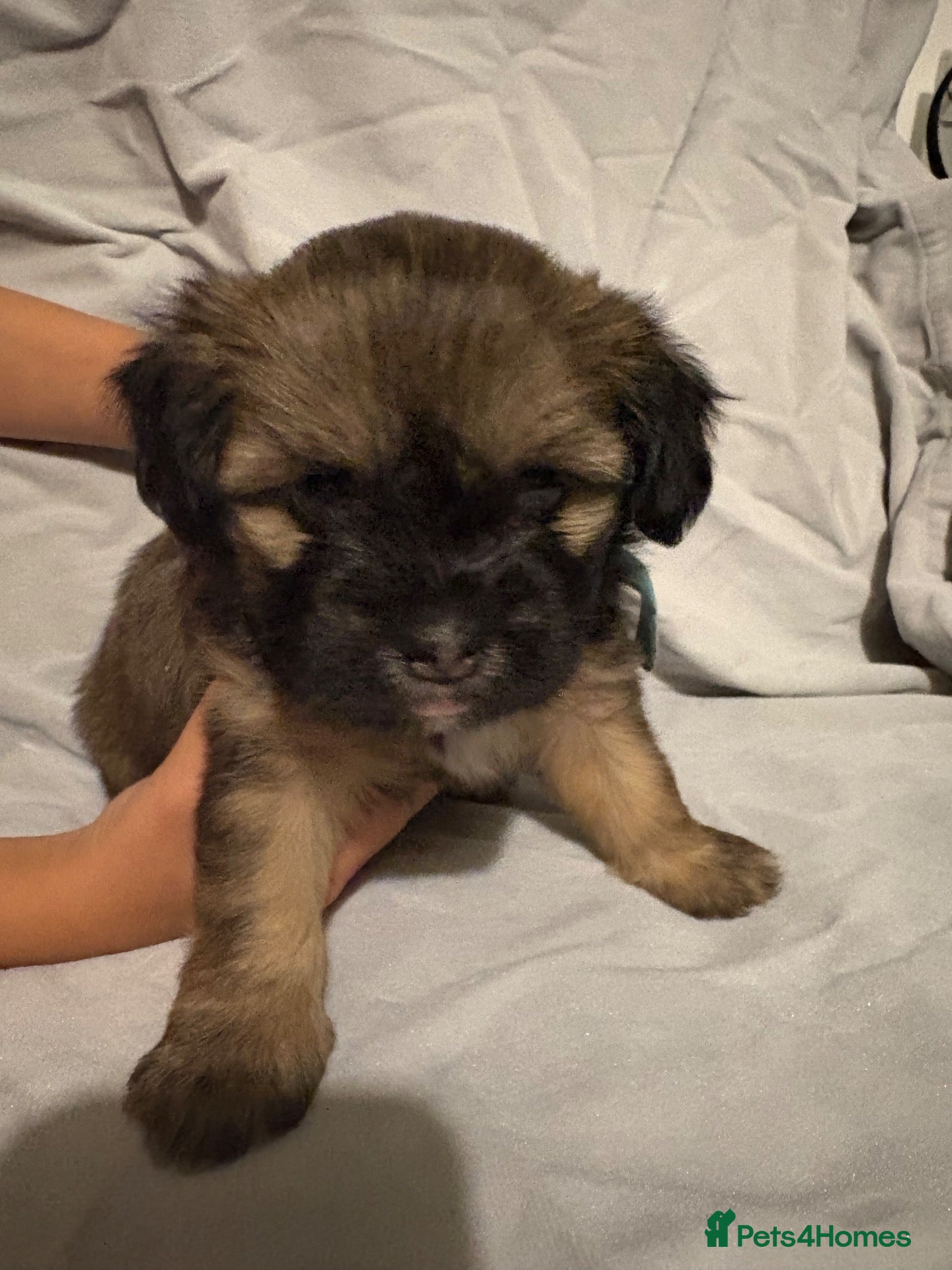 Mixed Breed dogs Beautiful chunky Lhaso Apso mix puppies - Advert 2