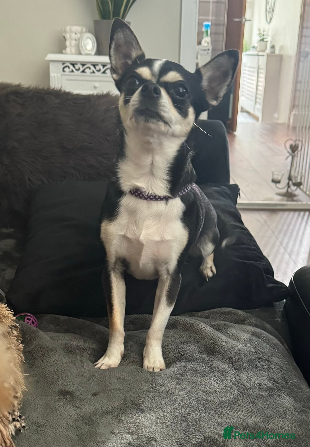 Chihuahua dogs for sale: Chihuahua girl 6 years  - Advert 4