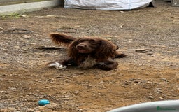 Sprocker dogs for sale: Spyro the Sprocker - Image 4