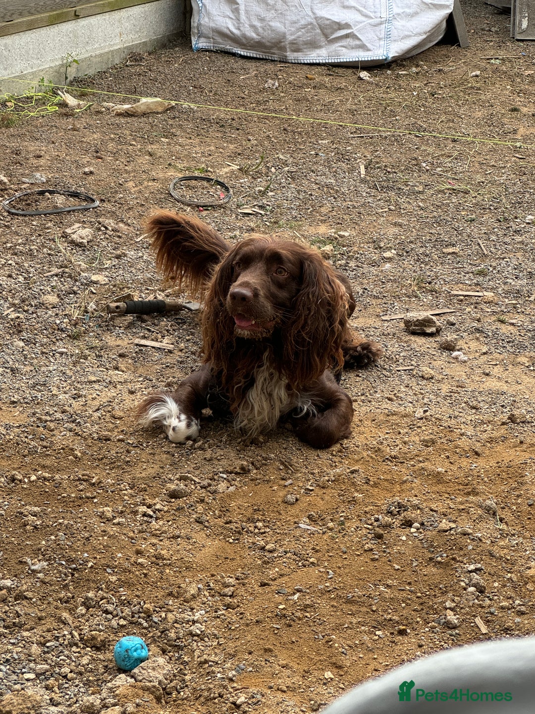 Sprocker dogs for sale: Spyro the Sprocker - Image 4