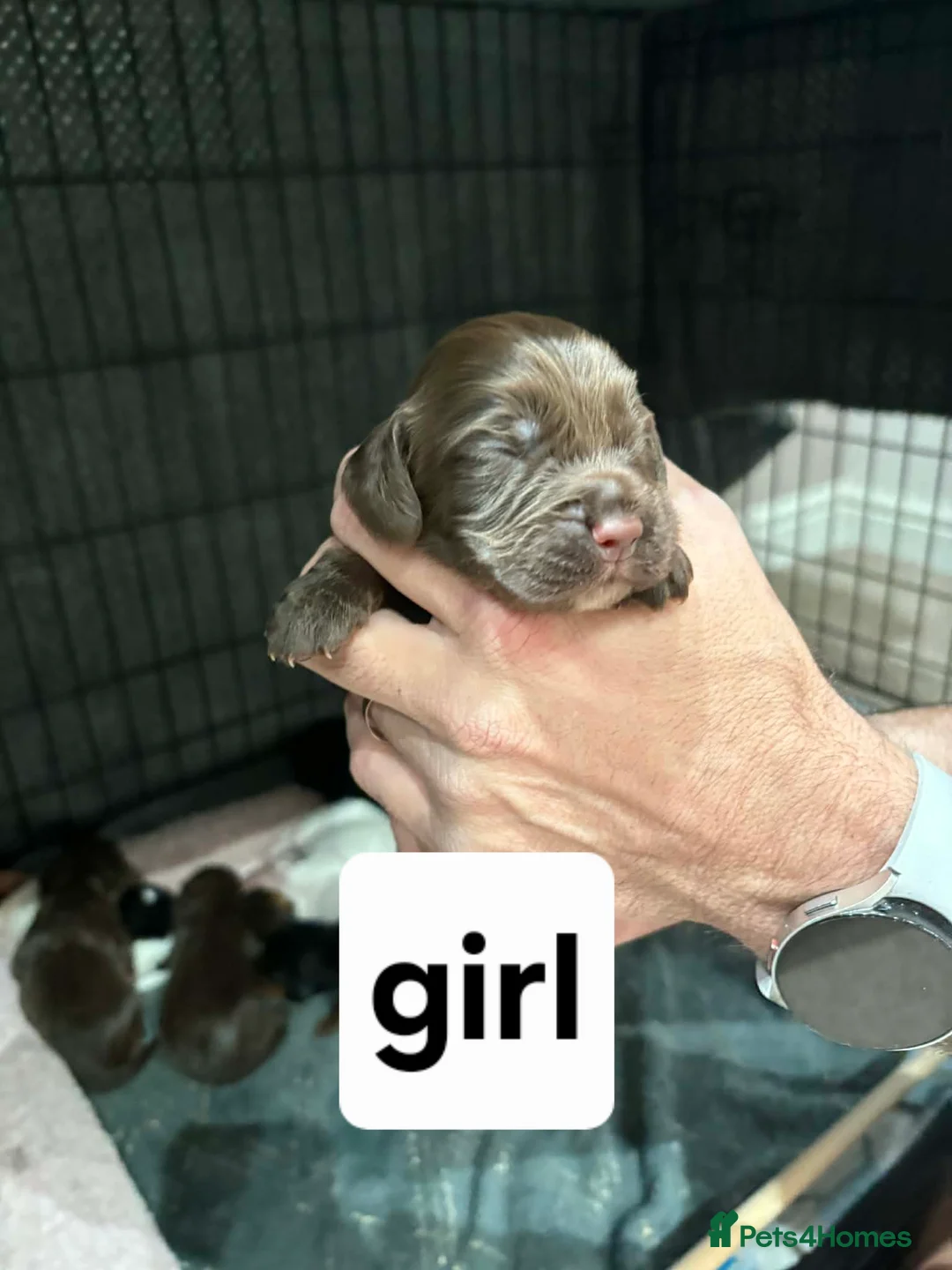 Cocker Spaniel dogs for sale: Stunning mixed colour cocker spaniels - Advert 10