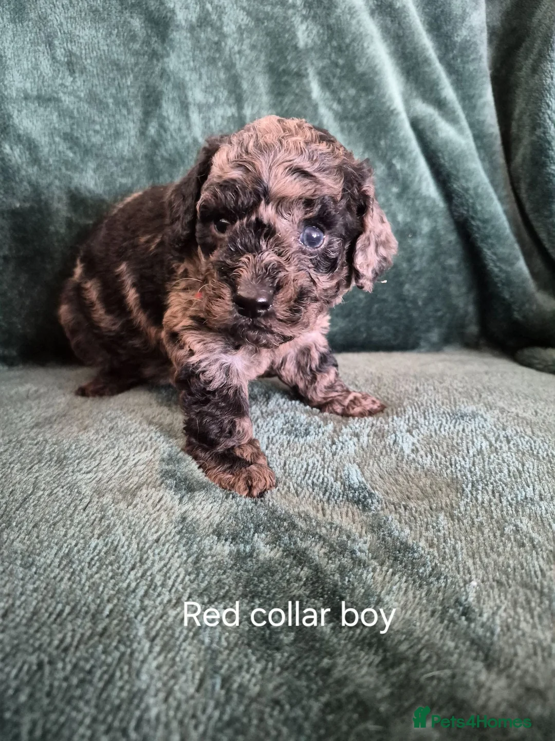 Labradoodle dogs for sale: Labradoodle pups F1B - Advert 16
