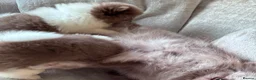 Pomeranian dogs for sale: Pomeranian puppys ready now  in Glasgow - Advert 15