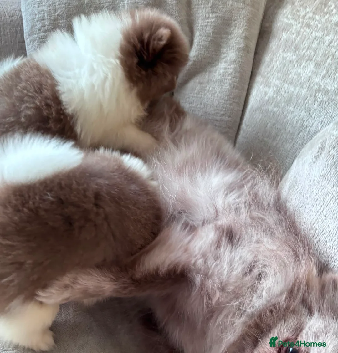 Pomeranian dogs for sale: Pomeranian puppys ready now  in Glasgow - Advert 15