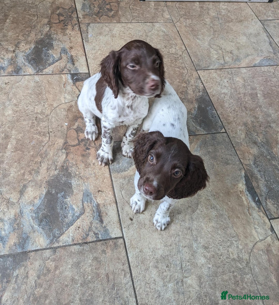 English Springer Spaniel dogs for sale: Springer Spaniel pups. in Pontypool - Image 4