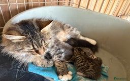 Mixed Breed cats for sale: Ragdoll x Bengal Exquisite Unique kittens - Image 27