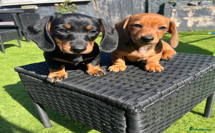 Miniature Dachshund dogs - Advert 4