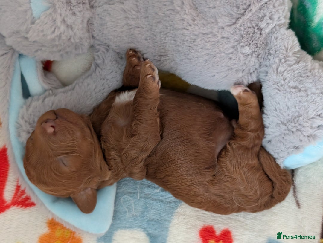 Cavapoo dogs for sale: F1B Deep Fox Red High Quality DNA Clear Puppy  - Image 12