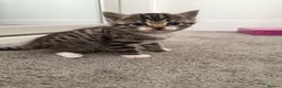 Mixed Breed cats for sale: Beautiful friendly kittens, mixed breed  - Advert 6