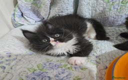 Maine Coon cats for sale: Stunning GCCF Maine Coon babies - Image 17
