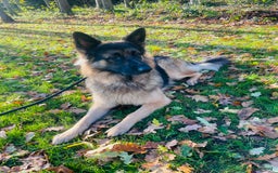 German Shepherd dogs for sale: Champion bloodline German Shepherd 🥇  - Advert 3