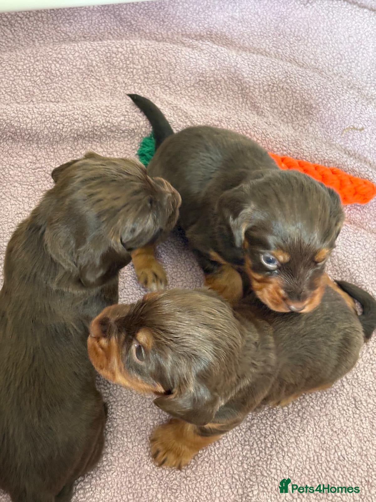 Cocker Spaniel dogs GORGEOUS WORKING COCKER SPANIEL PUPPIES - Advert 16