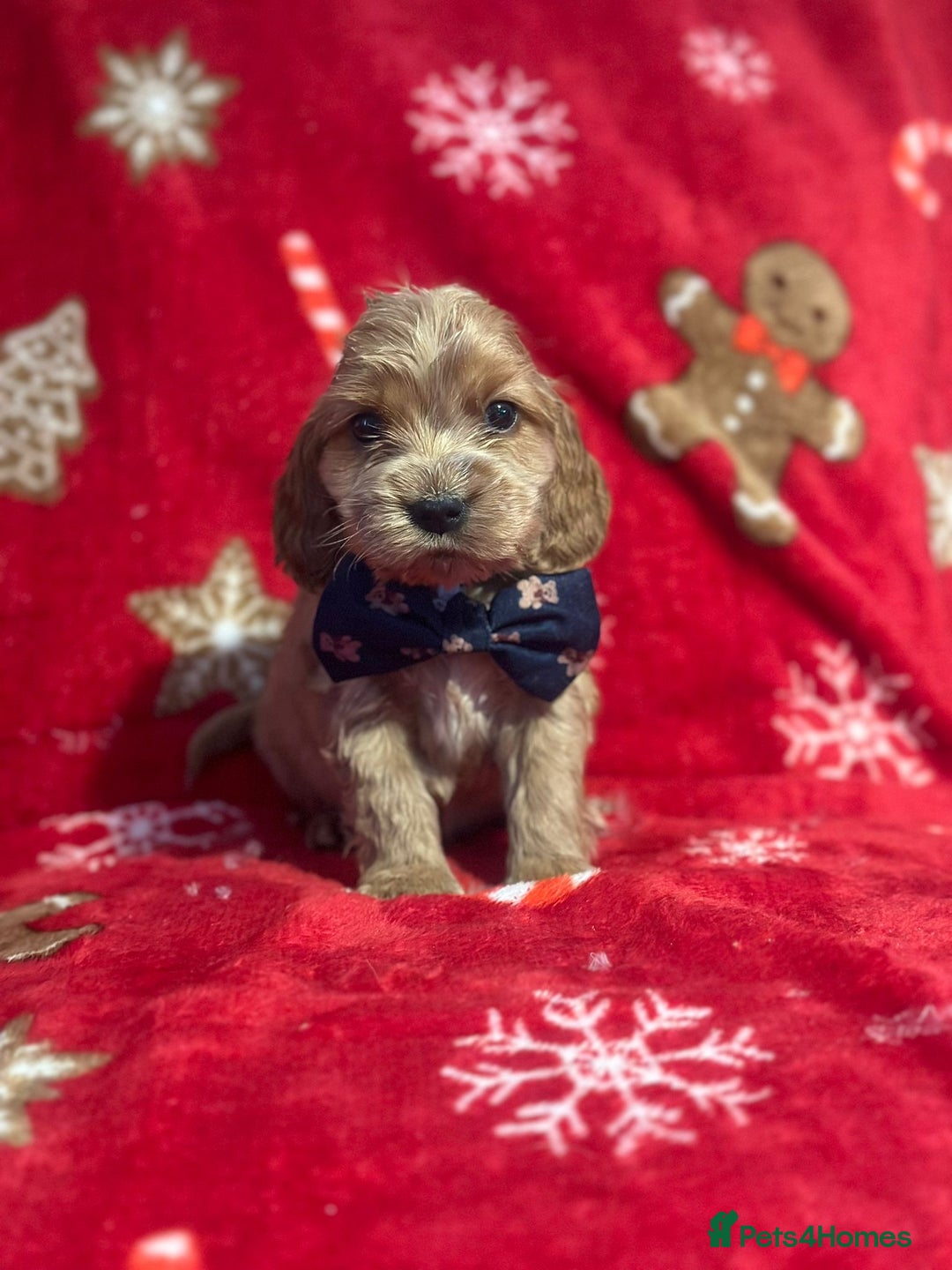 Cocker Spaniel dogs for sale: 🌟STUNNING SHOW COCKER SPANIEL BABIES🌟1 Boy left  - Advert 27