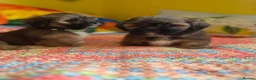Lhasa Apso dogs for sale: RKC Registered Lhasa Puppies  - Advert 4