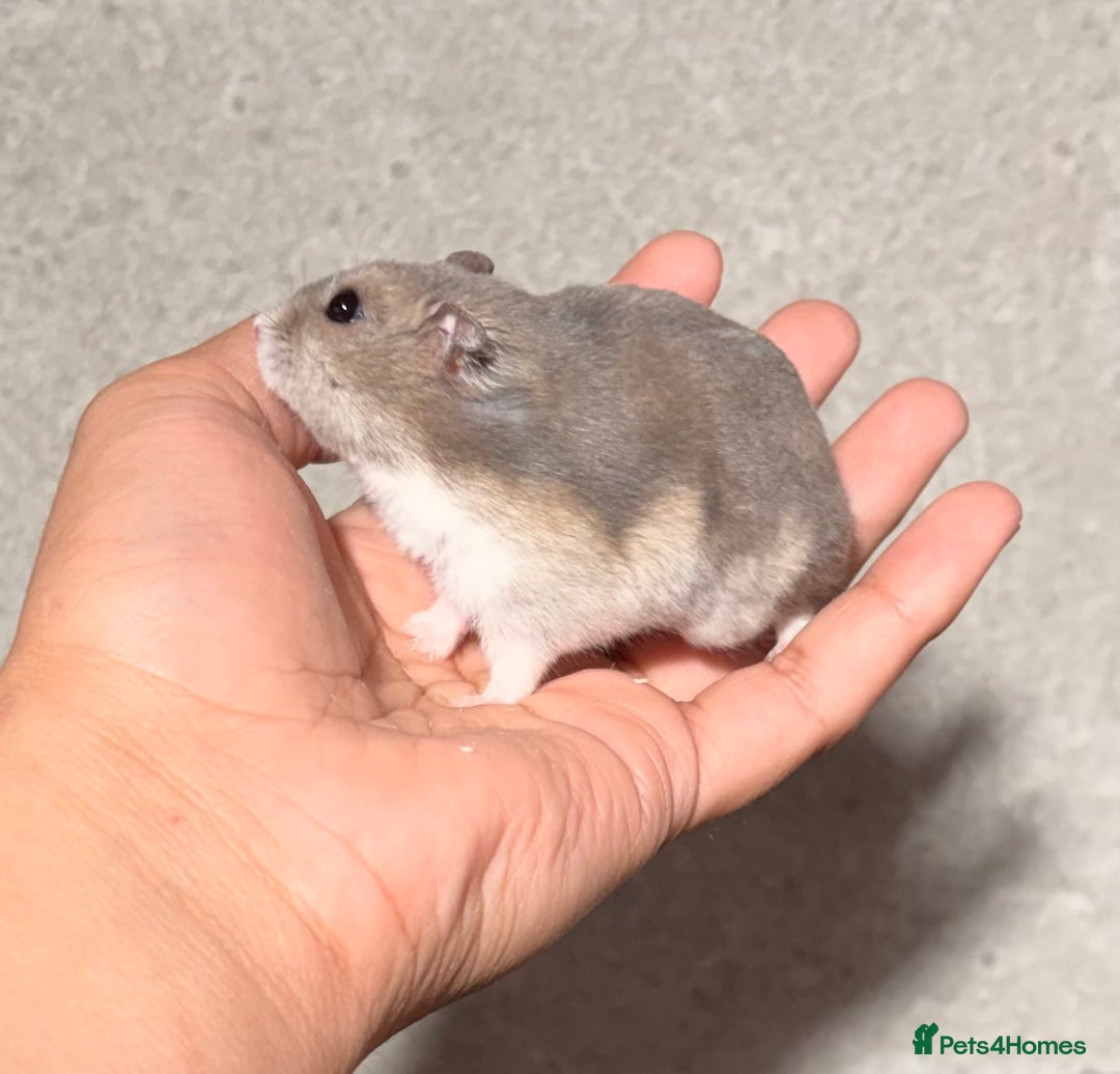Hamster rodents for sale: OLDER STUNNING TAME PEDIGREE HAMSTERS - Advert 8