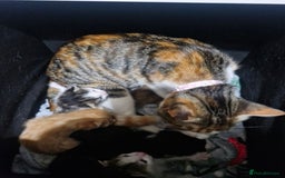 Mixed Breed cats for sale: 3 kittens left looking for there forever homes - Image 4