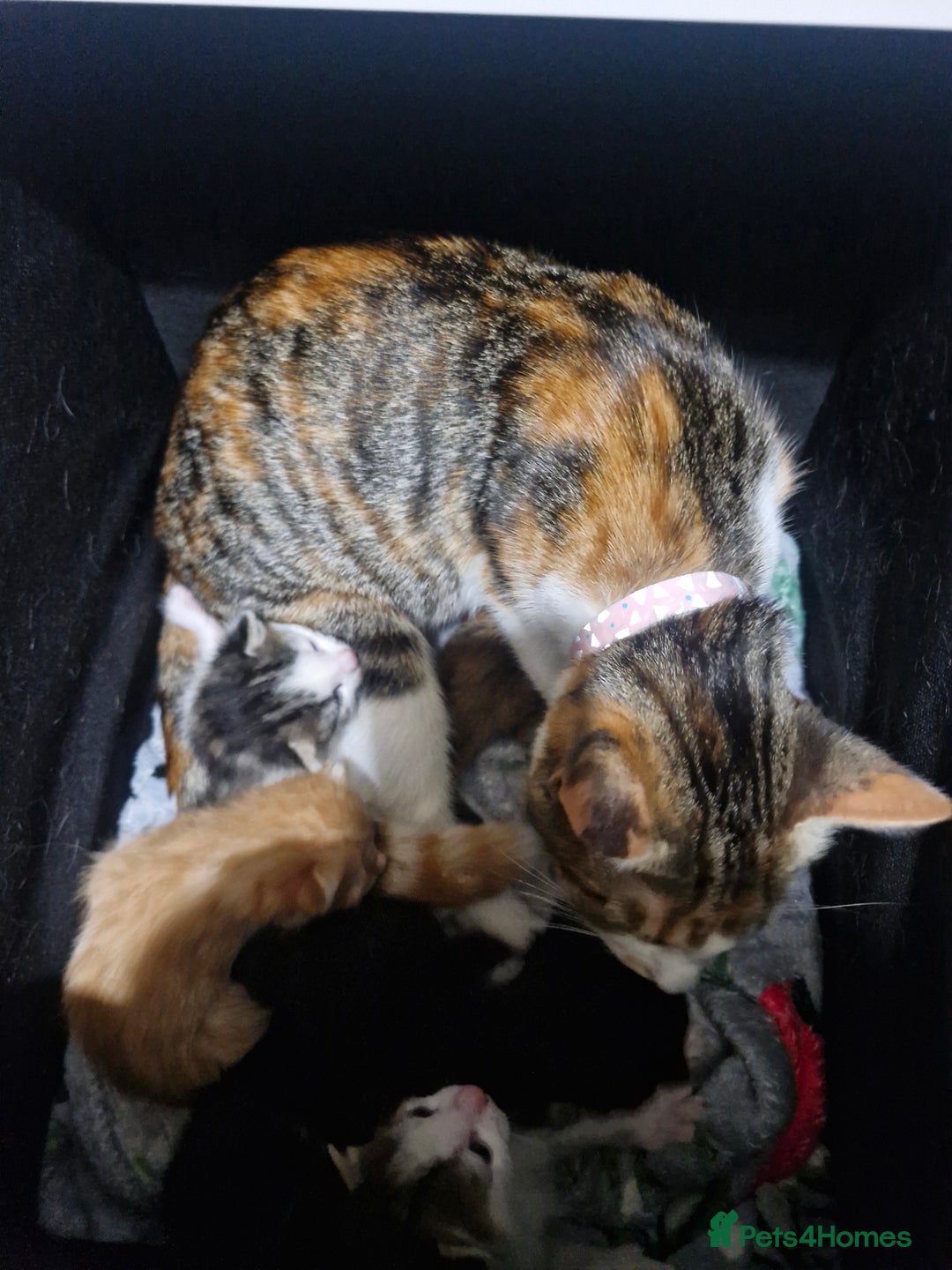 Mixed Breed cats for sale: 3 kittens left looking for there forever homes - Image 4