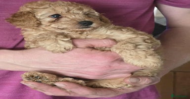 Cockapoo dogs - Advert 5