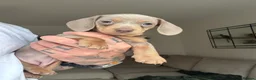 Miniature Dachshund dogs for sale: Beautiful Isabella and Tan Miniature Dachshunds  - Advert 7