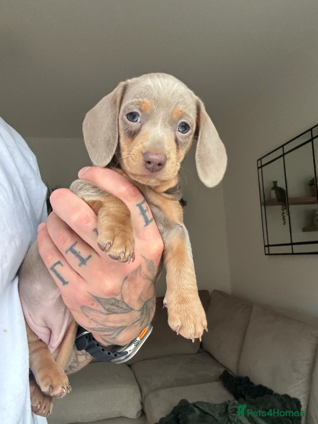 Miniature Dachshund dogs for sale: Beautiful Isabella and Tan Miniature Dachshunds  - Advert 7