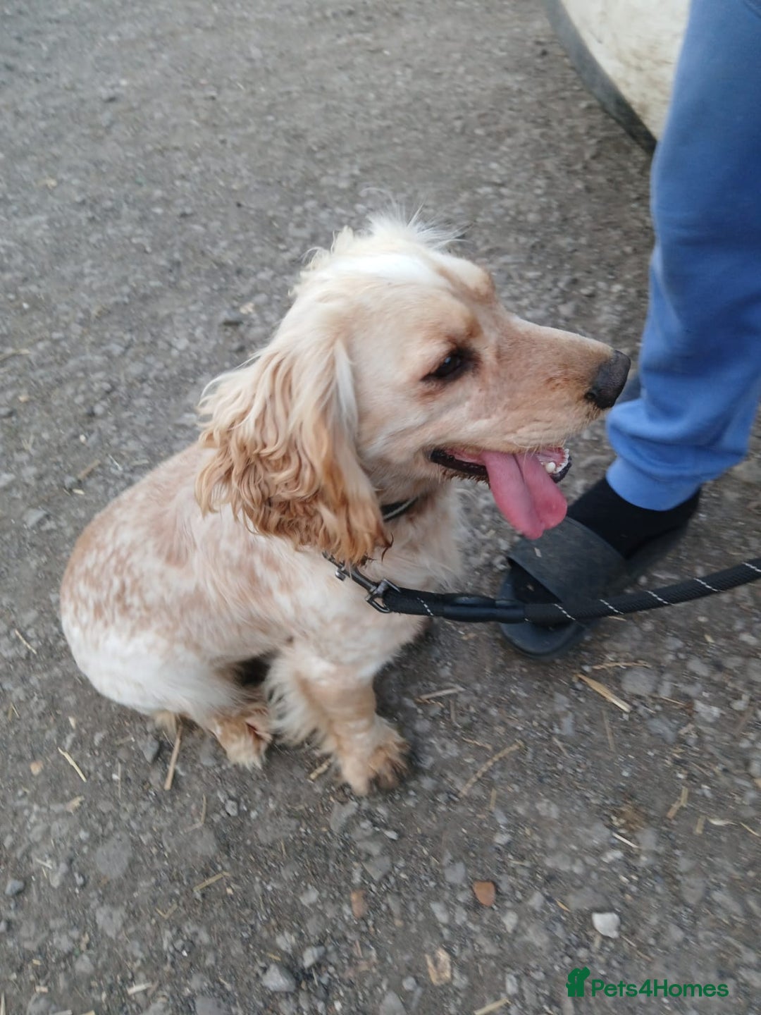Cockapoo dogs for sale: Cockapoo Puppies Homebred Council Licenced Breeder - Image 5