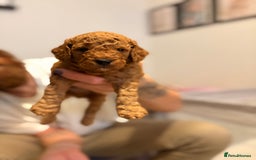 Cockapoo dogs for sale: 4 Stunning Fox Red F1b Toy Cockapoos  - Advert 4