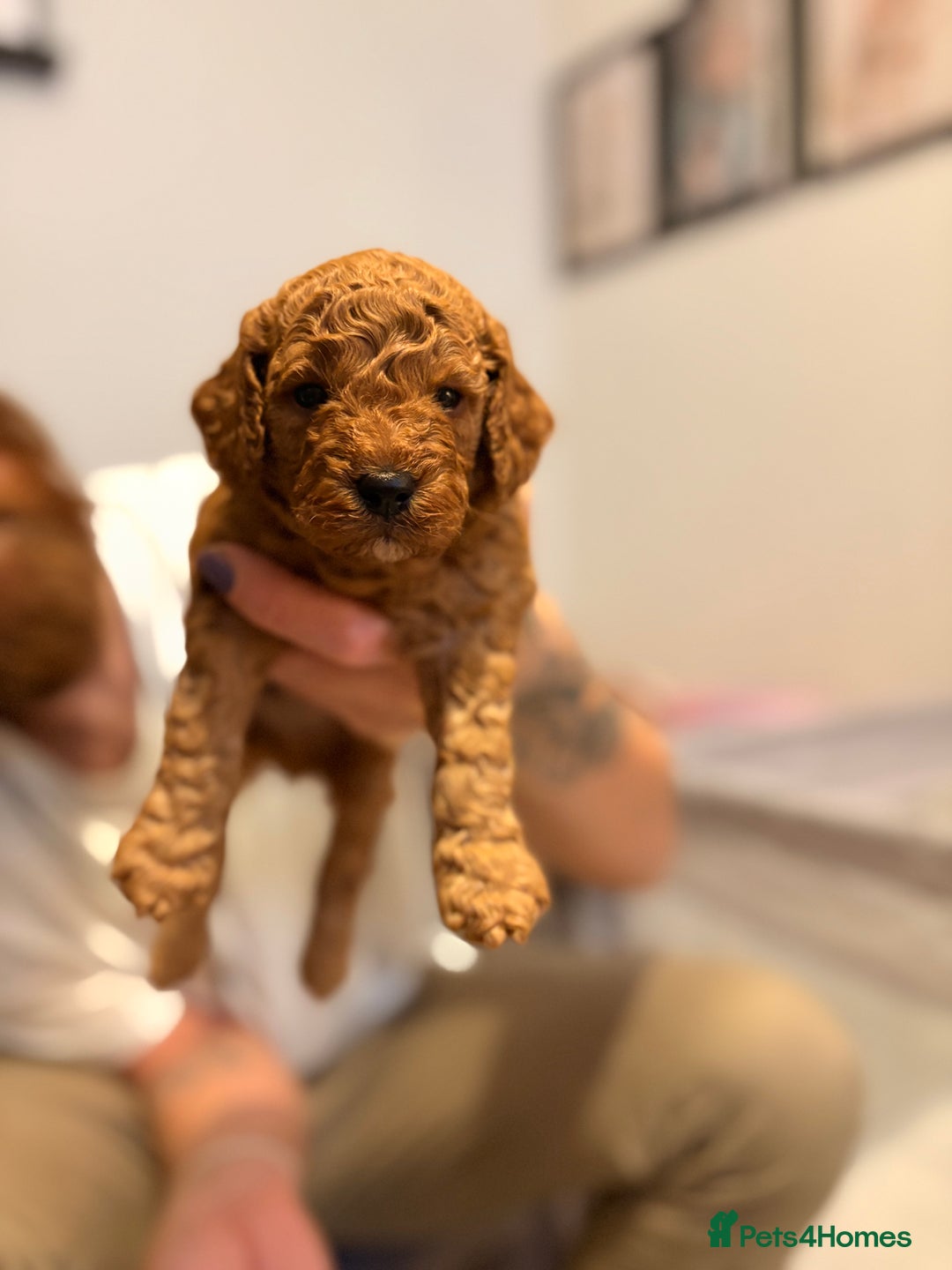 Cockapoo dogs for sale: 4 Stunning Fox Red F1b Toy Cockapoos  - Advert 4