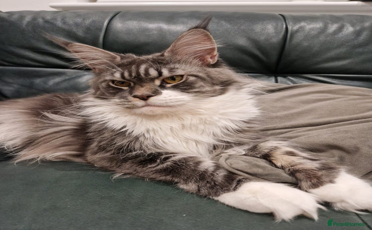 Maine Coon cats - Advert 1