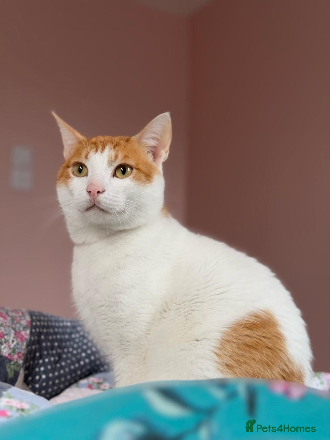 Domestic Shorthair cats for adoption: Coco needs a new home asap  - Advert 1