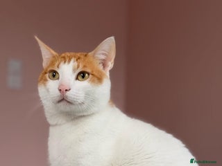 Domestic Shorthair cats Coco needs a new home asap - Advert 17